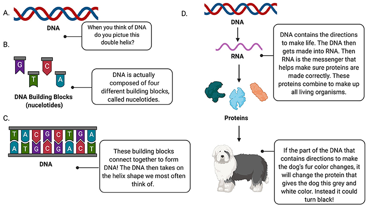 图1 - (A) DNA由两条链组成，缠绕在一起形成一种叫做双螺旋的形状。