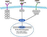 Frontiers | The Roles of High Mobility Group Box 1 in Cerebral Ischemic ...