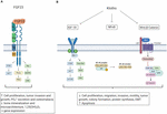 Frontiers | Role of Fibroblast Growth Factor 23 (FGF23) and αKlotho in ...