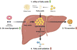 Frontiers | The Role of Lipophagy in the Development and Treatment of ...