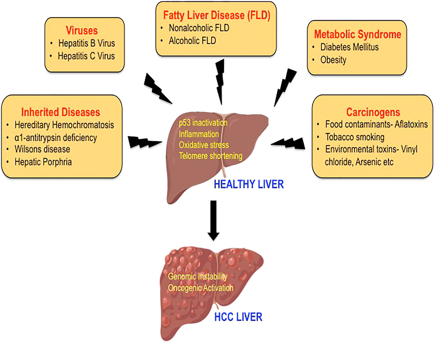 Frontiers | Etiology of Hepatocellular Carcinoma: Special Focus on