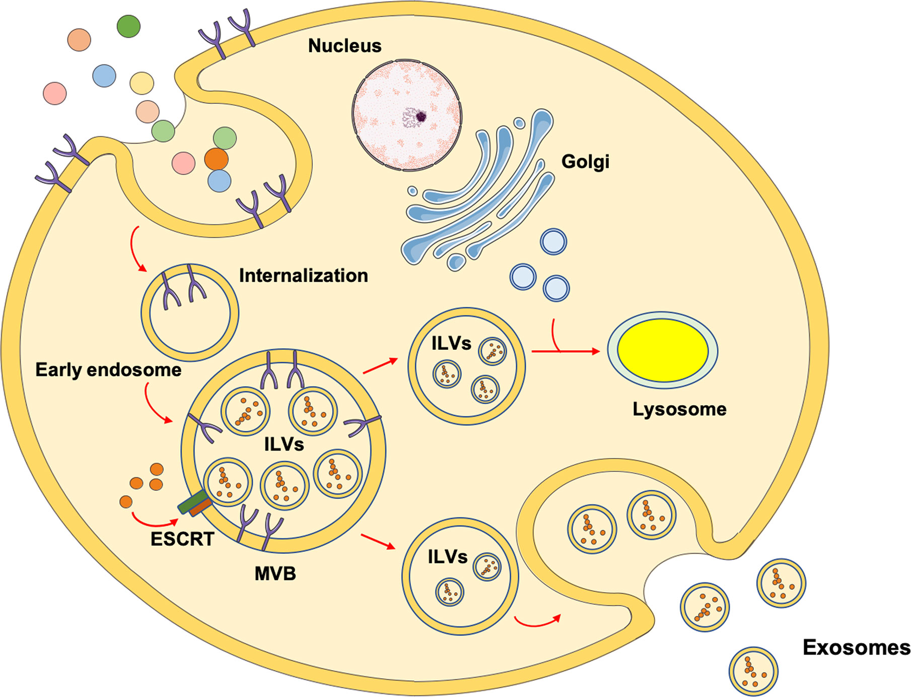 Frontiers | Extracellular Vesicles and Damage-Associated Molecular ...