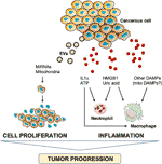 Frontiers | Extracellular Vesicles and Damage-Associated Molecular ...