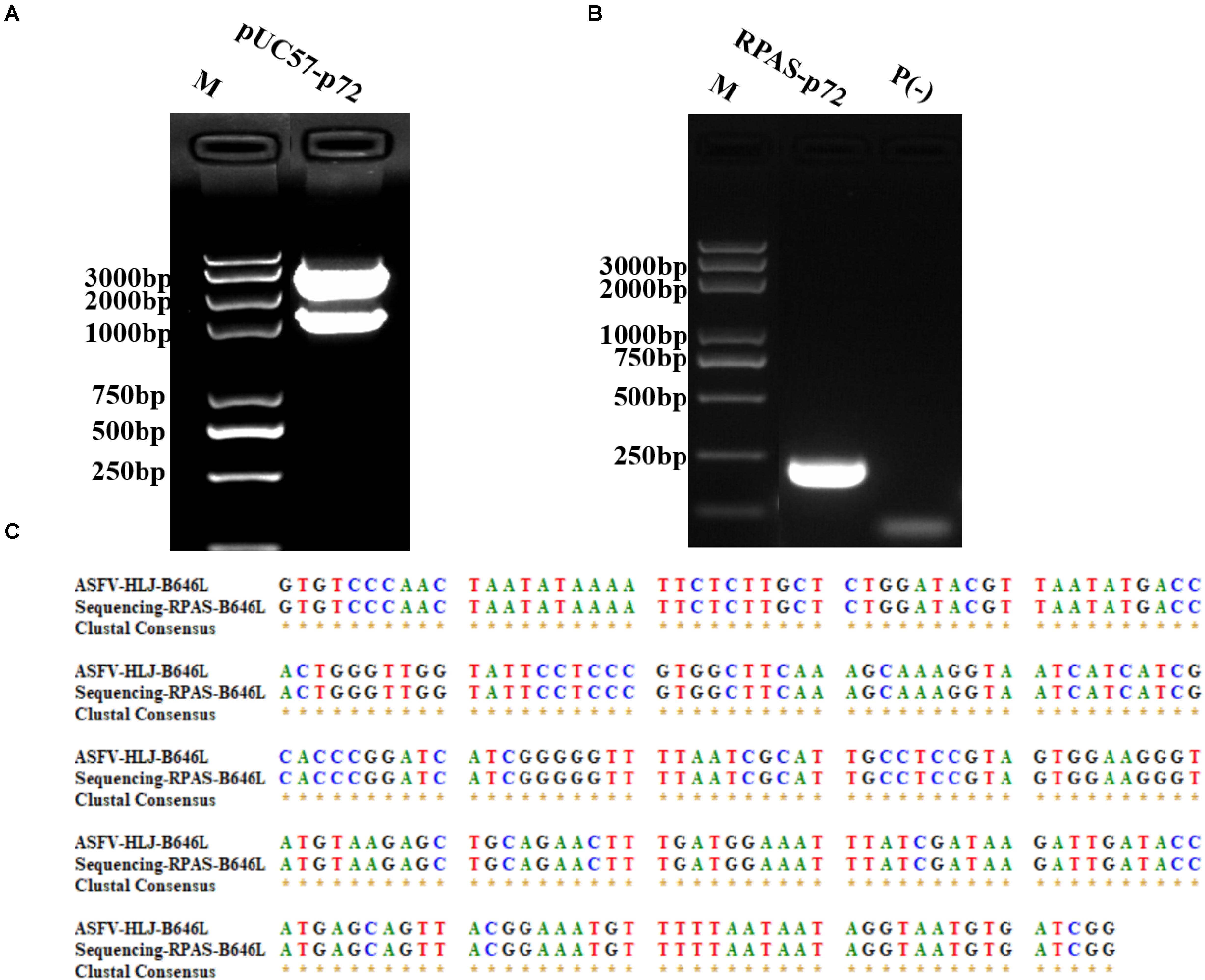 Frontiers Development Of A Directly Visualized Recombinase Polymerase Amplification Sybr Green I Method For The Rapid Detection Of African Swine Fever Virus Microbiology