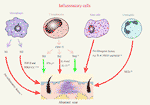 Frontiers | The Roles of Inflammation in Keloid and Hypertrophic Scars ...