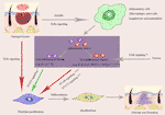 Frontiers | The Roles Of Inflammation In Keloid And Hypertrophic Scars ...