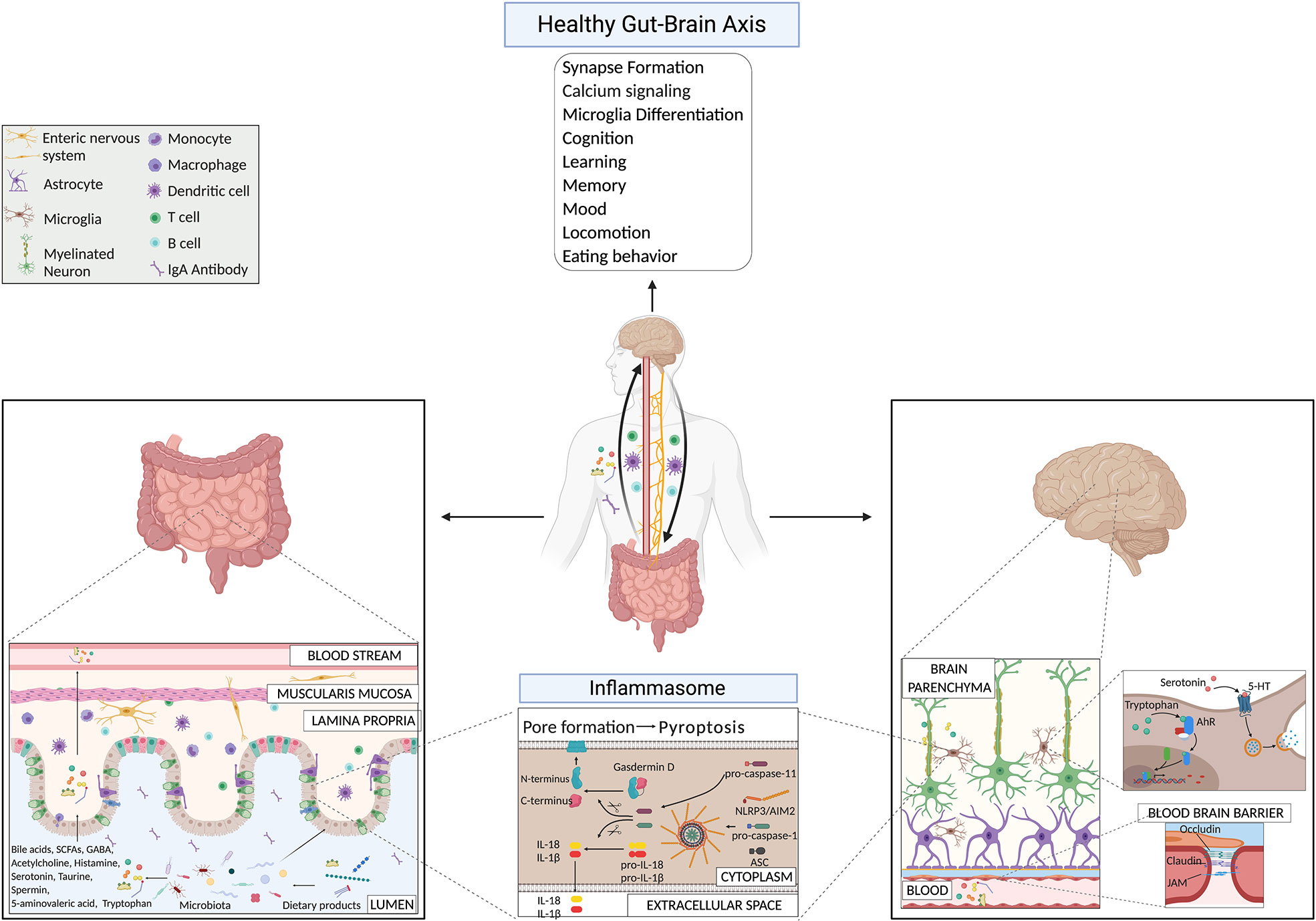 Frontiers The Gut Brain Axis How Microbiota And Host Inflammasome Influence Brain Physiology And Pathology Immunology