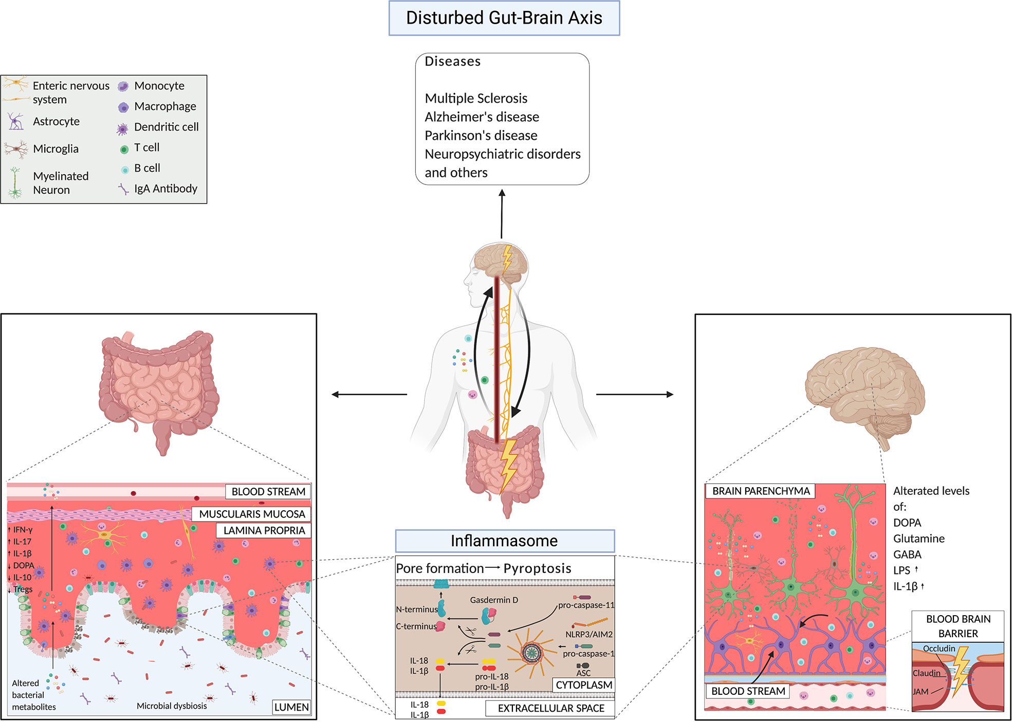 Frontiers The Gut Brain Axis How Microbiota And Host Inflammasome My