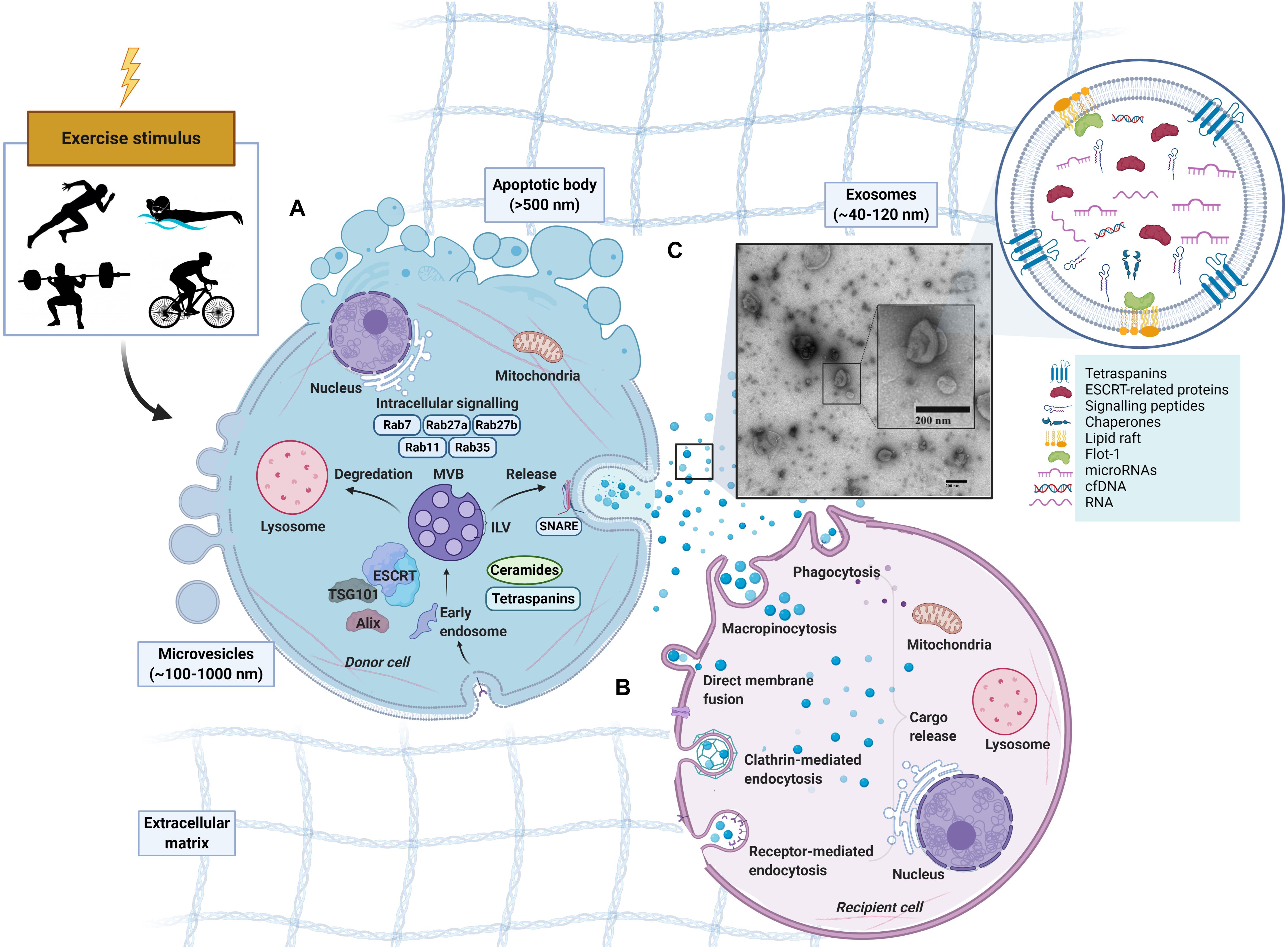 Frontiers Extracellular Vesicles And Exosomes Insights From Exercise