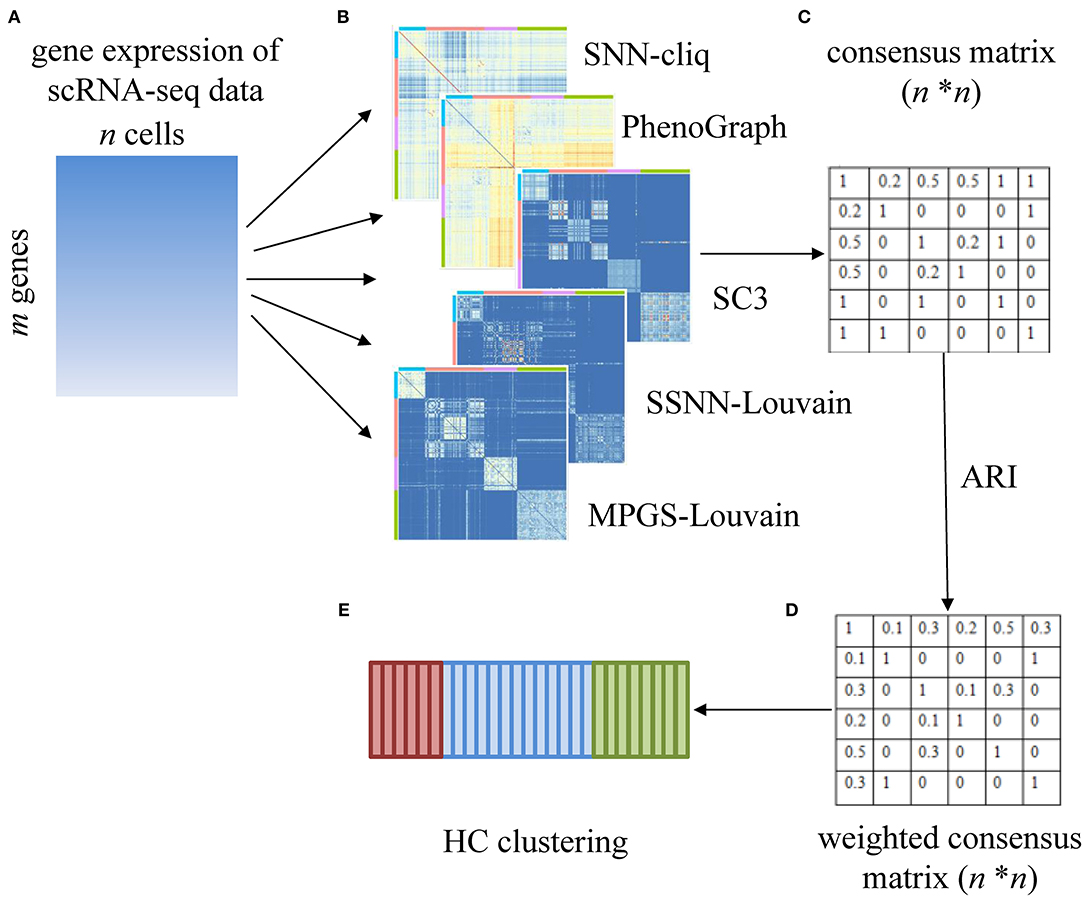 Frontiers Sc Gpe A Graph Partitioning Based Cluster Ensemble Method For Single Cell Genetics