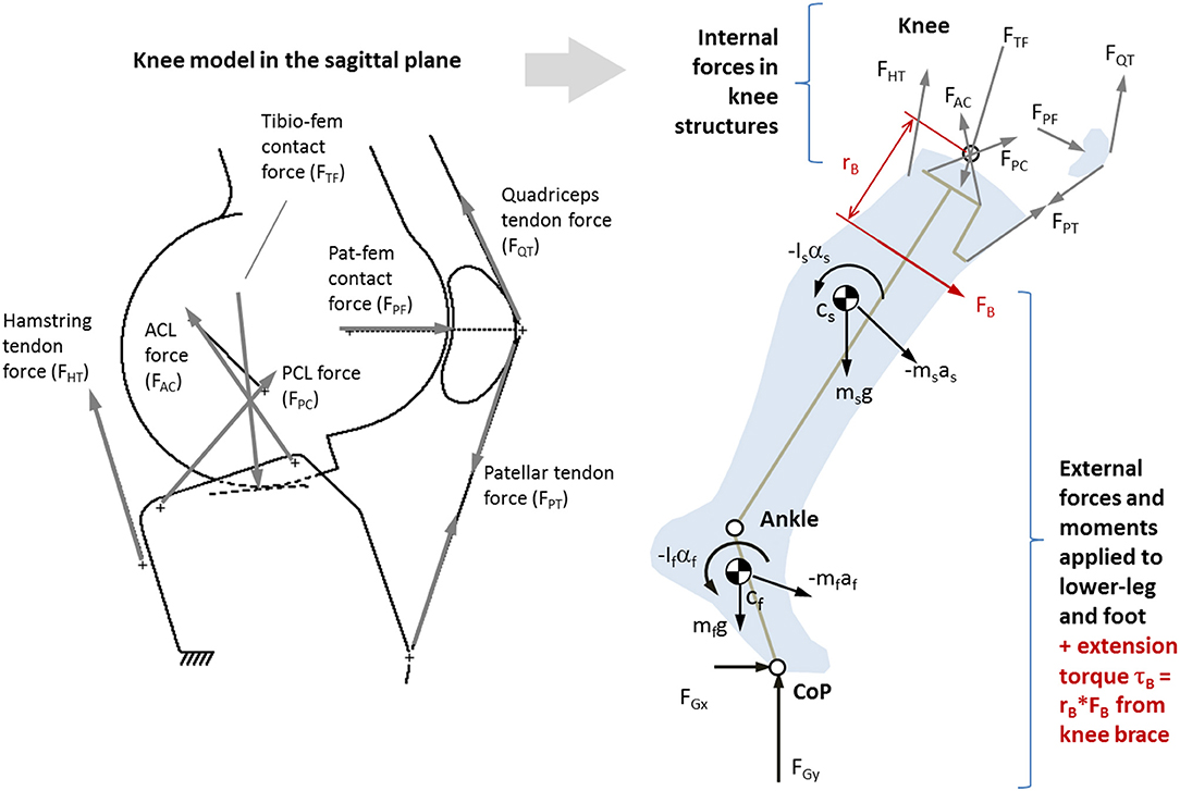 Frontiers  Biomechanical Study of a Tricompartmental Unloader Brace for  Patellofemoral or Multicompartment Knee Osteoarthritis