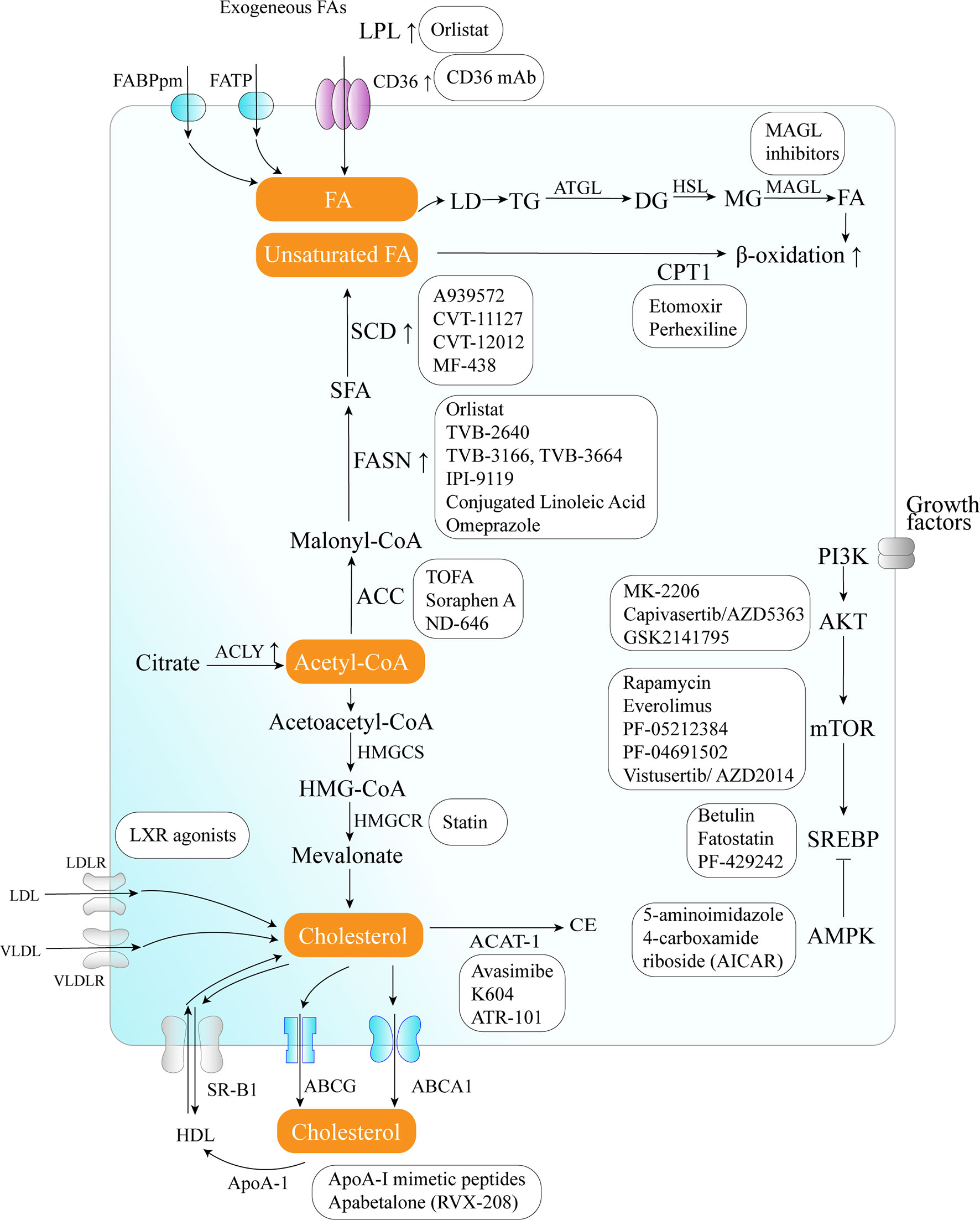 Frontiers  Cancer therapy's impact on lipid metabolism