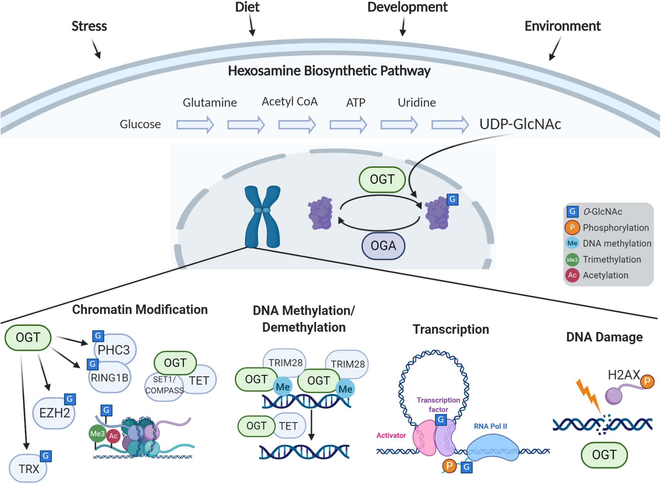Frontiers O Glcnac Regulator Of Signaling And Epigenetics Linked To X Linked Intellectual Disability Genetics