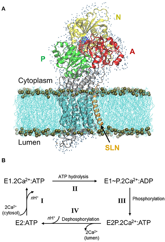 Frontiers Deciphering The Mechanism Of Inhibition Of Serca1a By Sarcolipin Using Molecular Simulations Molecular Biosciences