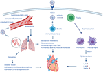 Frontiers | Right Ventricular Damage in COVID-19: Association Between ...