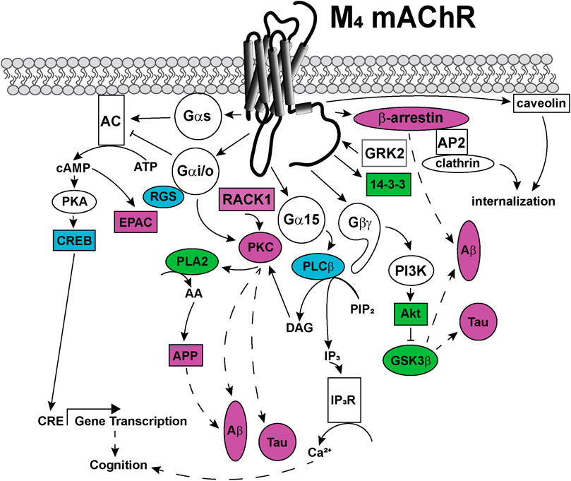 muscarinic acetylcholine receptor