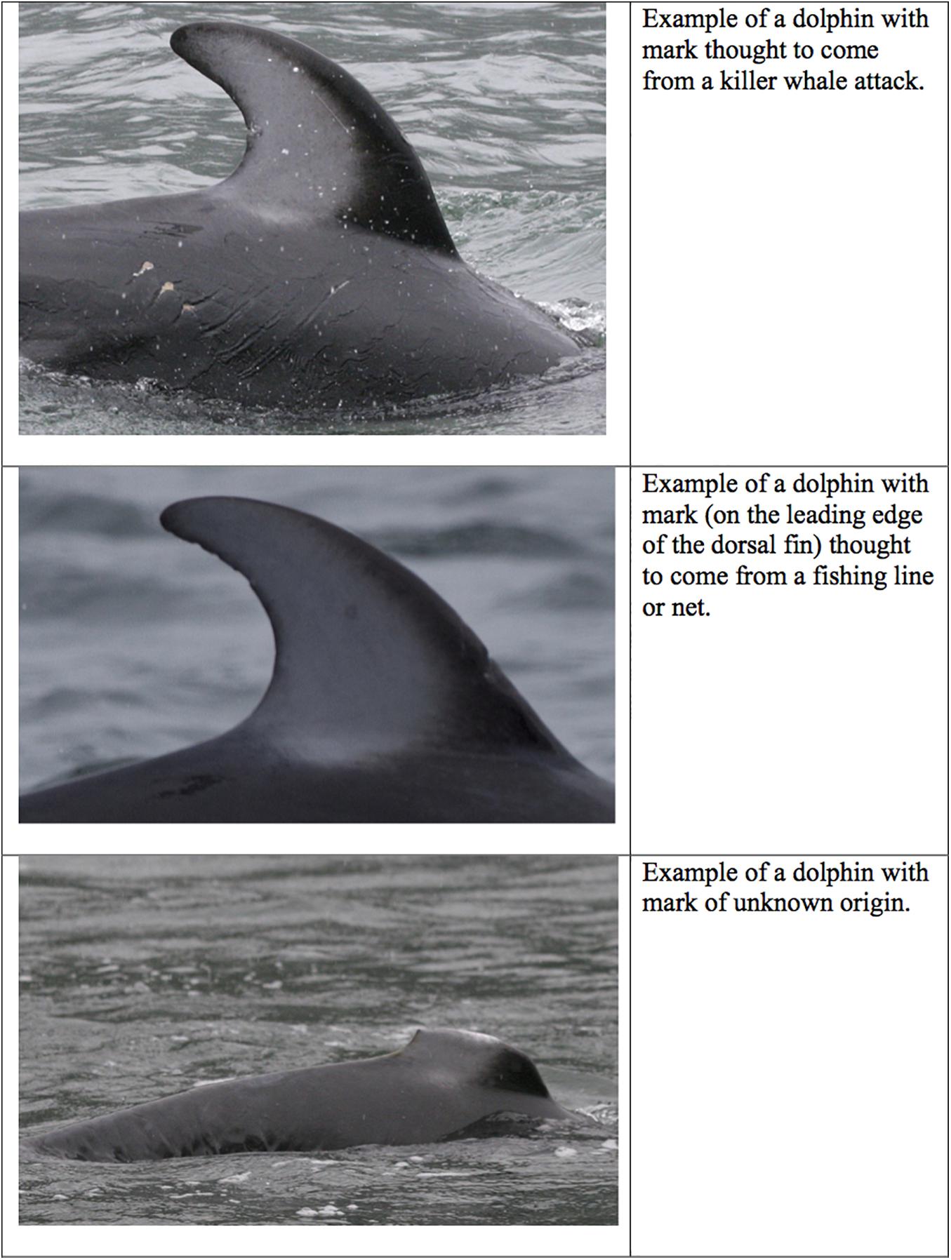 Frontiers  Disentangling Natural and Anthropogenic Forms of Mortality and  Serious Injury in a Poorly Studied Pelagic Dolphin