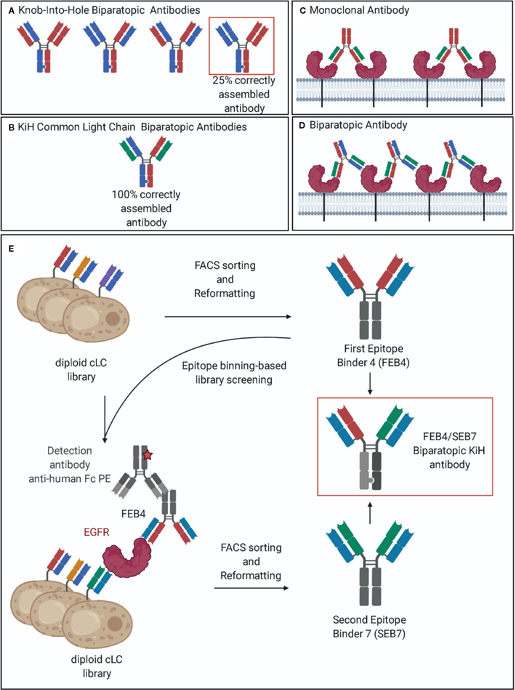 Barry Lure ventilation Frontiers | Expeditious Generation of Biparatopic Common Light Chain  Antibodies via Chicken Immunization and Yeast Display Screening | Immunology