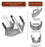 Frontiers | Muscle-Bone Crosstalk in the Masticatory System: From ...