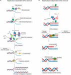 Frontiers | DNA-Histone Cross-Links: Formation and Repair | Cell and ...