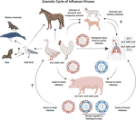 Frontiers | Adenoviral Vectors as Vaccines for Emerging Avian Influenza ...