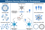 Frontiers | Adenoviral Vectors as Vaccines for Emerging Avian Influenza ...