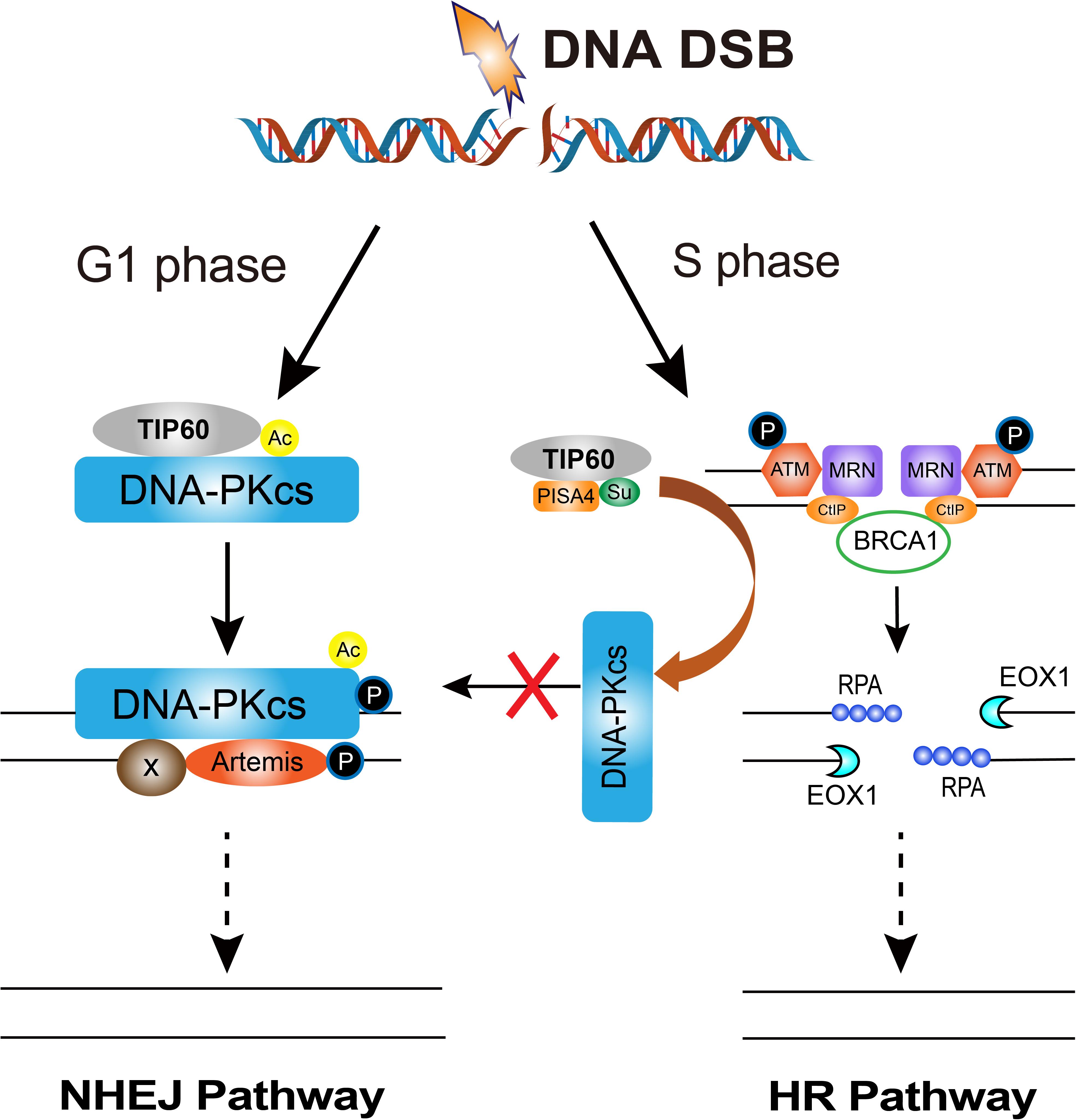 Frontiers | DNA-PKcs: A Multi-Faceted Player in DNA Damage Response