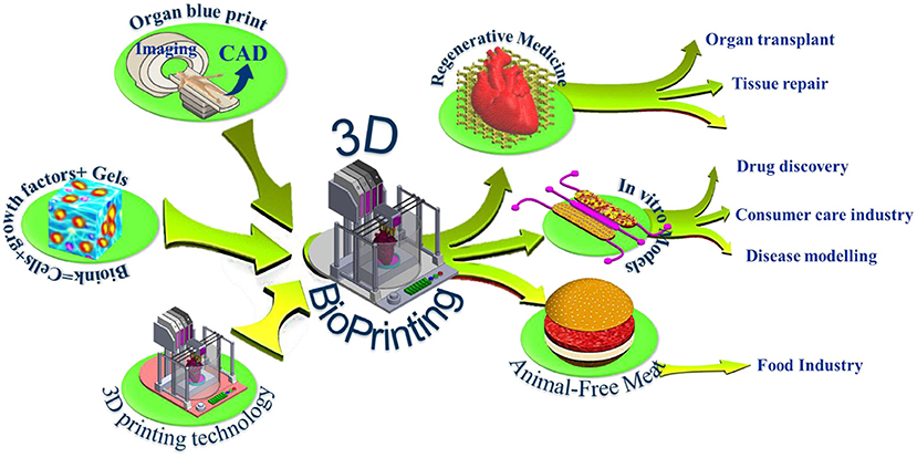 Frontiers 3d Bioprinting At The Frontier Of Regenerative Medicine Pharmaceutical And Food Industries Medical Technology