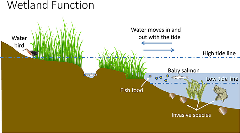 图1 -潮汐湿地是喜水植物和许多动物的家园，如水鸟、鲑鱼幼崽和它们所吃的无脊椎动物。