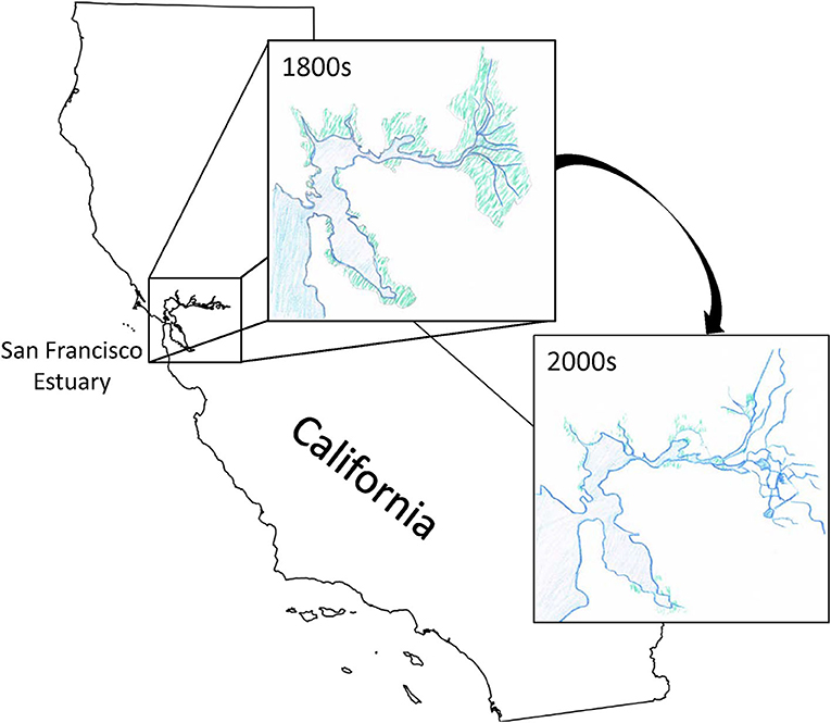 图2 -旧金山河口的大部分潮汐湿地已被破坏或改作其他用途，如建筑或耕作。
