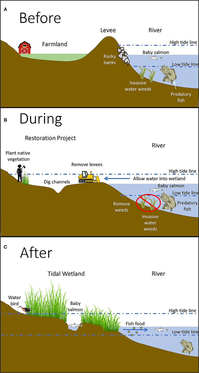 图3 - (A)在恢复之前，旱地被堤防等结构与潮汐分开。