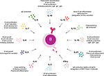 Frontiers | JAK Inhibitors And Modulation Of B Cell Immune Responses In ...