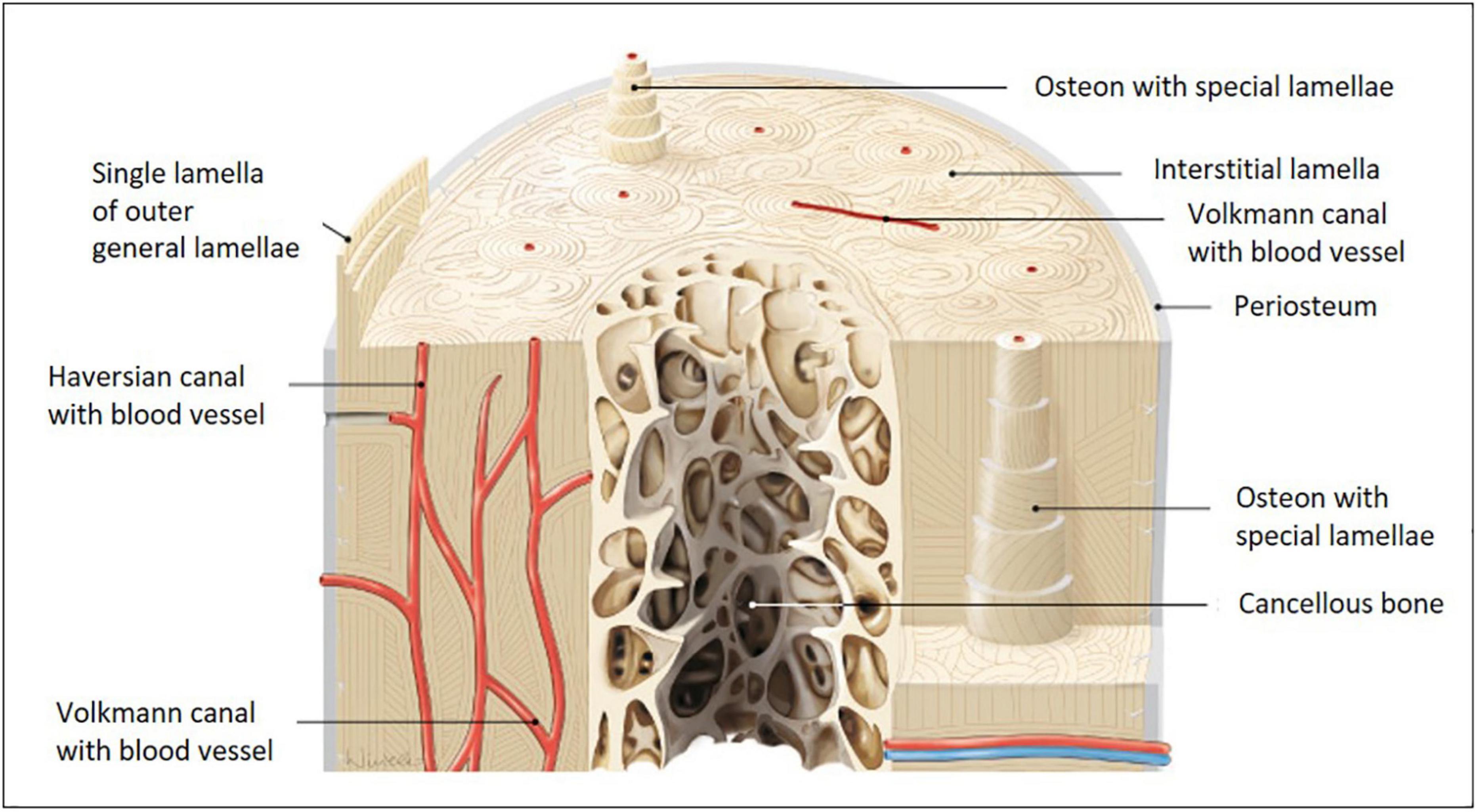 Frontiers Murine Metatarsus Bone And Joint Collagen I Fiber 