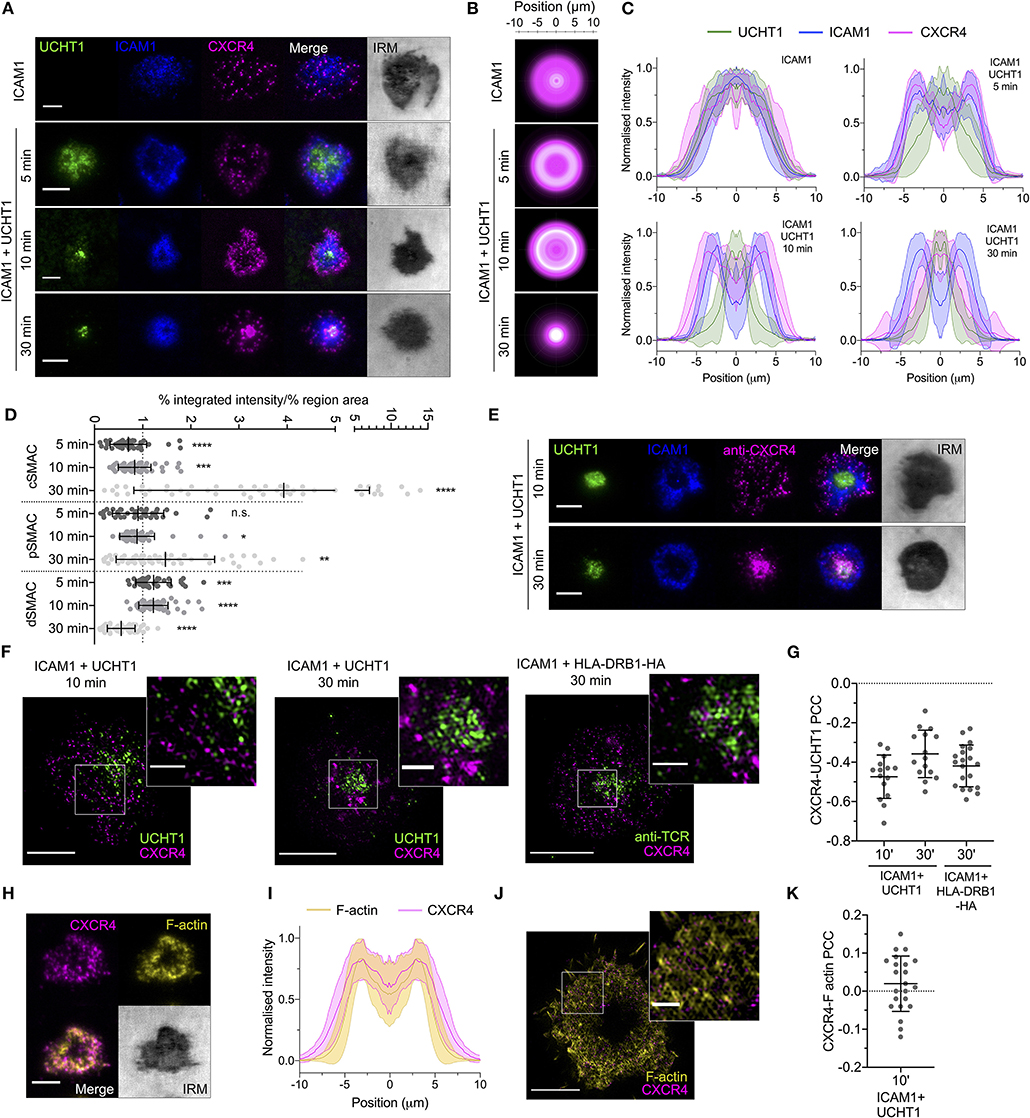 Frontiers Single Molecule Super Resolution And Functional Analysis Of G Protein Coupled Receptor Behavior Within The T Cell Immunological Synapse Cell And Developmental Biology