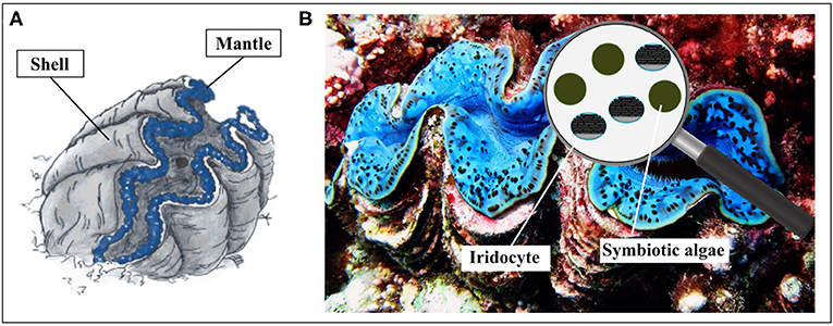 (图1)-一个蛤的外壳保护软,内在的身体部位。