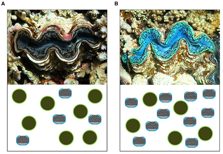 图3——iridocytes和微藻决定蛤蚌的地幔的颜色。