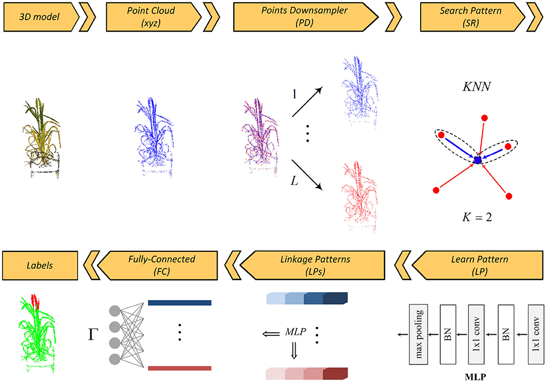 Frontiers Deep Segmentation Of Point Clouds Of Wheat Plant Science