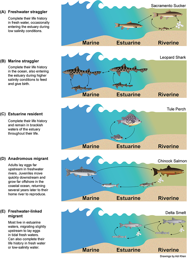 图2 - 5个常见的生活史策略的例子(a e),原生鱼类在旧金山河口。