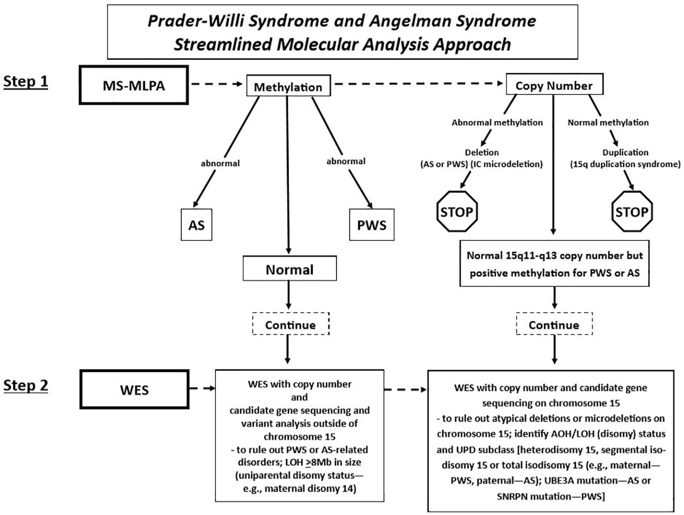 Angelman Syndrome Vs Prader Willi Syndrome