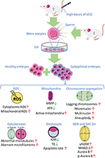 Frontiers | High Dosages of Equine Chorionic Gonadotropin Exert Adverse ...