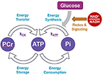 Frontiers | Brain NAD Is Associated With ATP Energy Production and ...