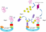 Frontiers | Classification and Computational Analysis of Arabidopsis ...