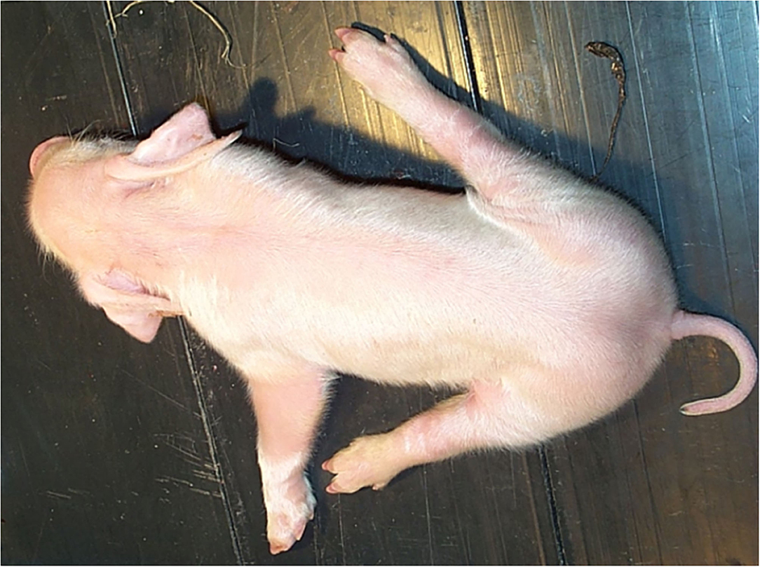 Samling Dog Sex Videos - Frontiers | Congenital Splay Leg Syndrome in Pigletsâ€”Current Knowledge and  a New Approach to Etiology