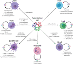 Frontiers | MIF-Dependent Control of Tumor Immunity | Immunology