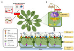 Frontiers | Breaking Bad News: Dynamic Molecular Mechanisms of Wound ...