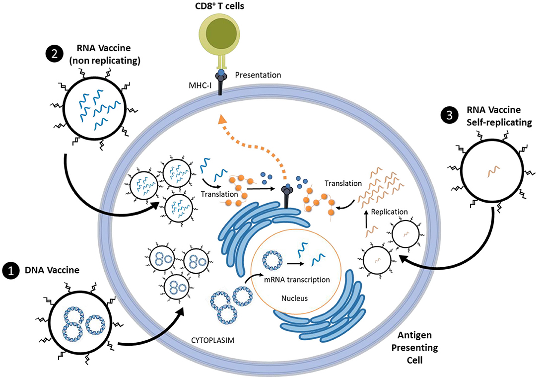 Where Is Nano Today and Where Is It Headed? A Review of Nanomedicine and  the Dilemma of Nanotoxicology