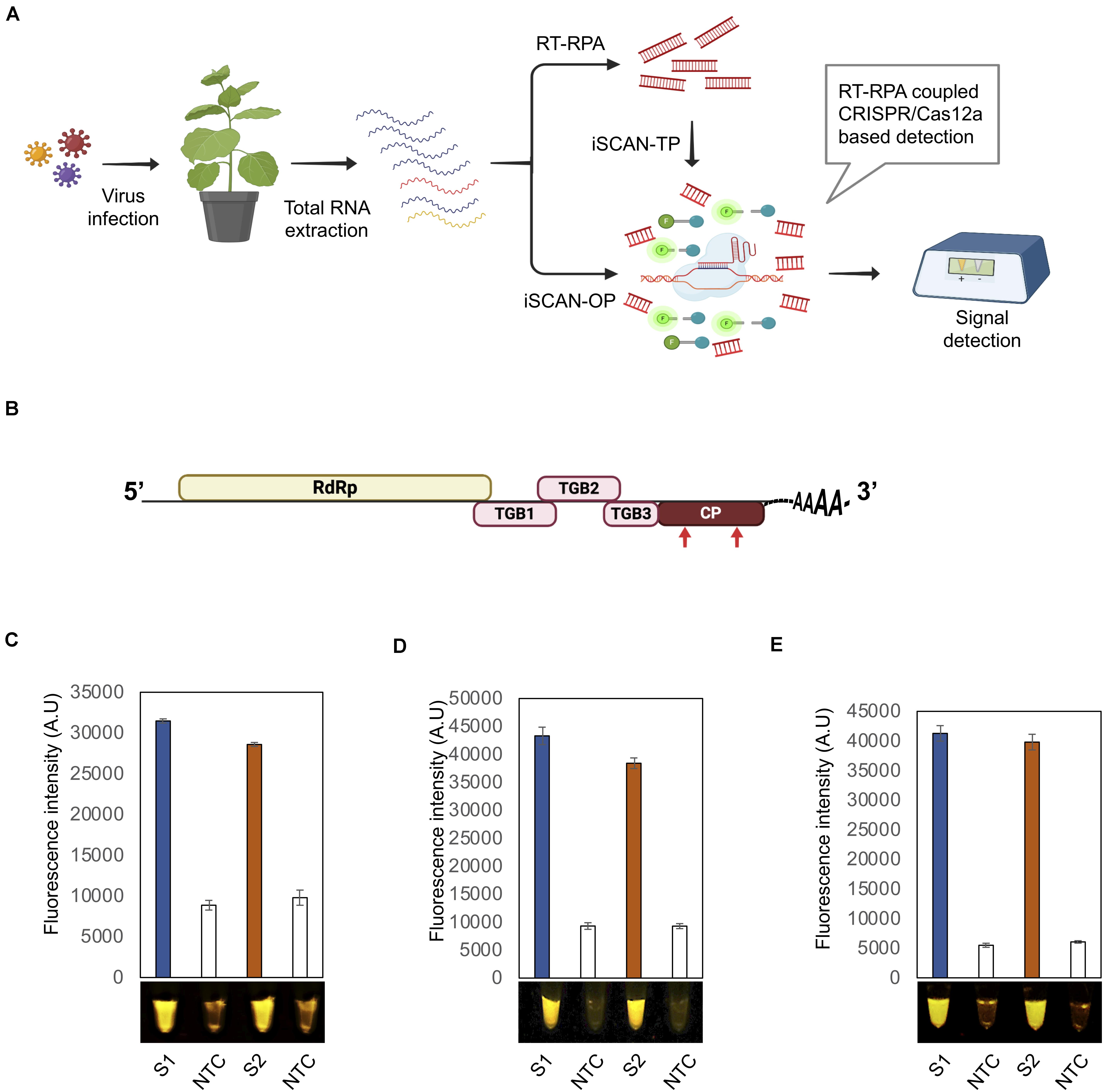 Frontiers Efficient Rapid And Sensitive Detection Of Plant Rna Viruses With One Pot Rt Rpa Crispr Cas12a Assay Microbiology