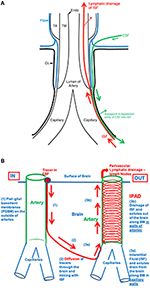 Frontiers | Cerebral Vessels: An Overview of Anatomy, Physiology, and ...