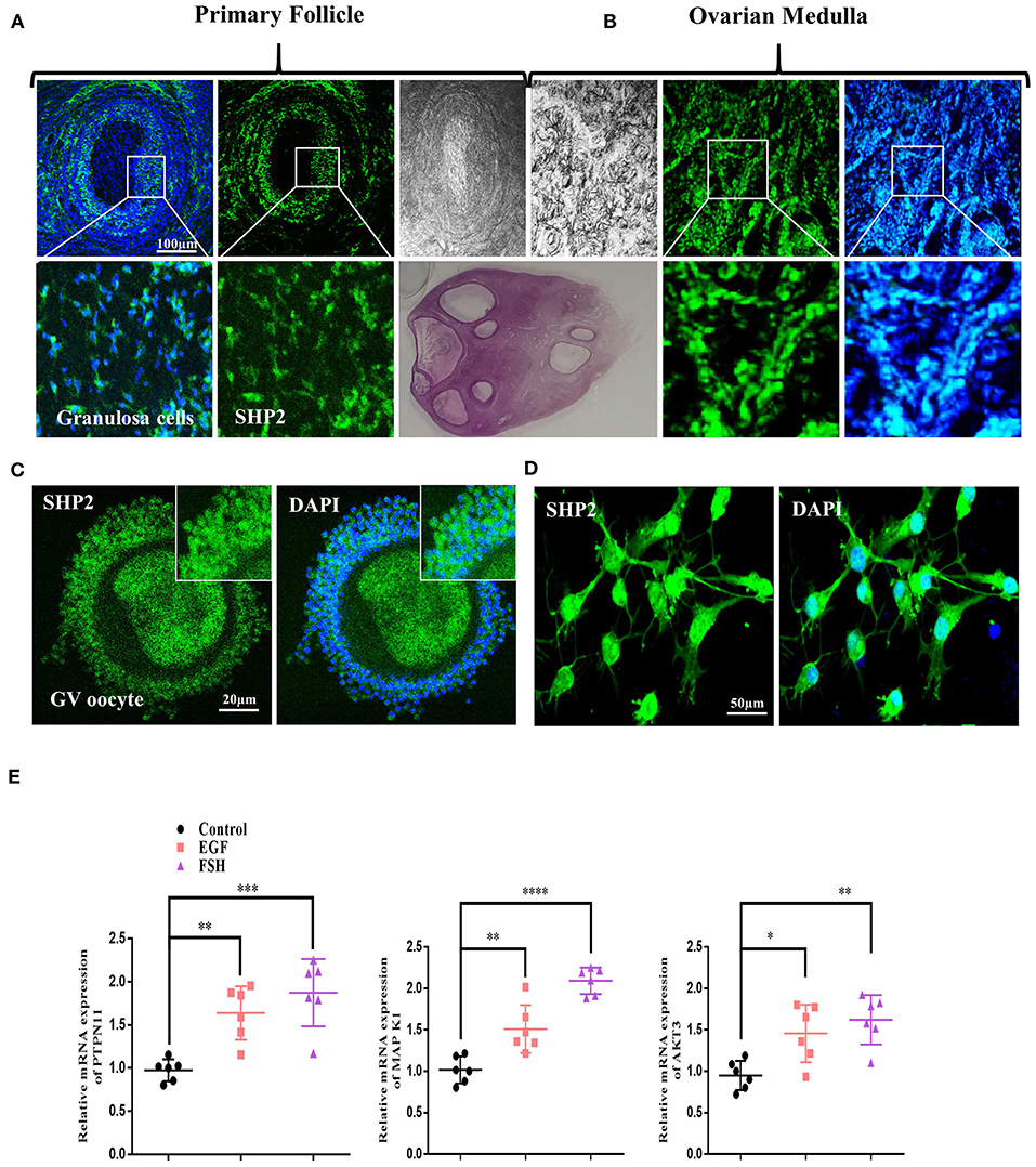 Frontiers  SHP2 Nuclear/Cytoplasmic Trafficking in Granulosa Cells Is  Essential for Oocyte Meiotic Resumption and Maturation