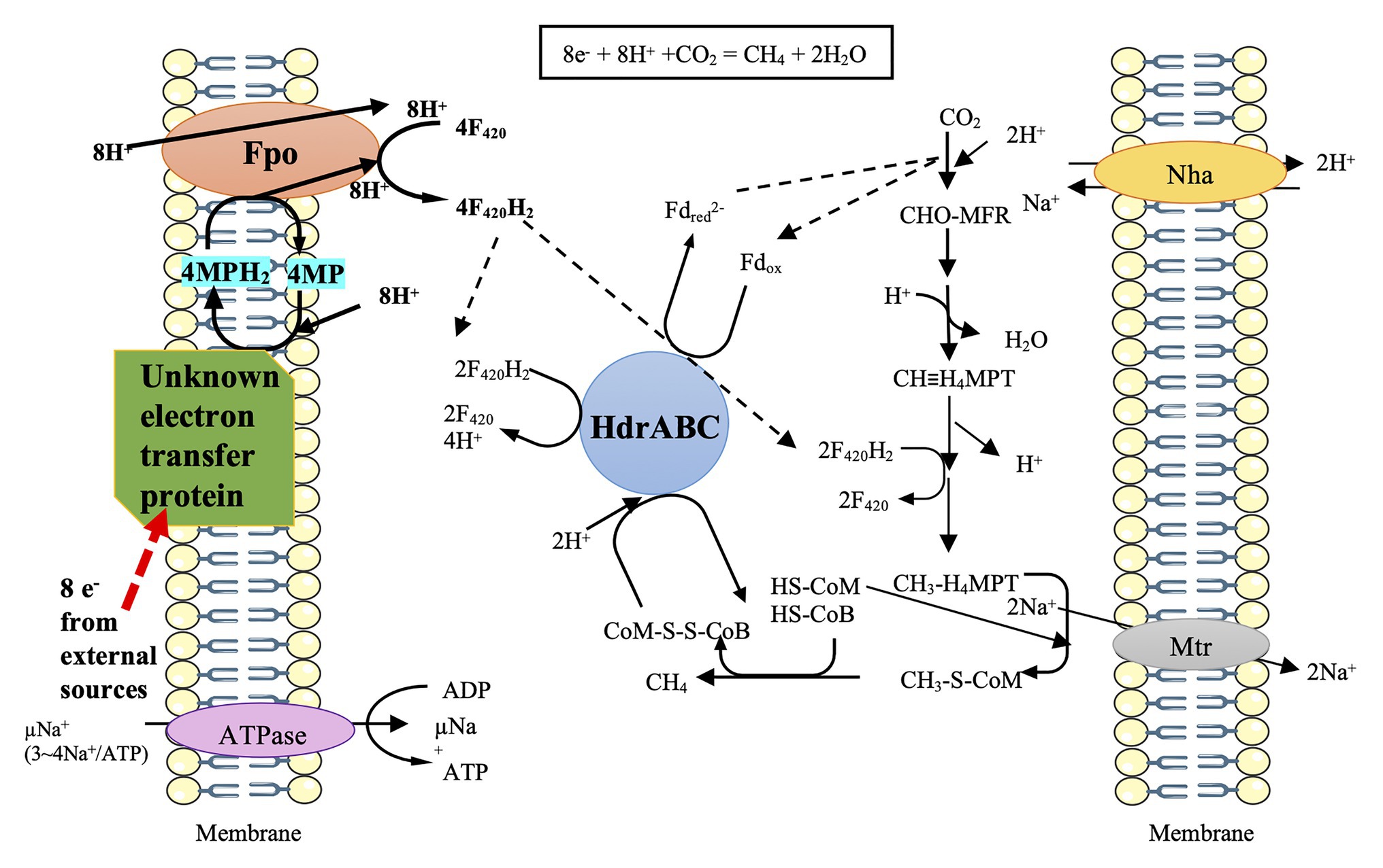 Frontiers Putative Extracellular Electron Transfer In Methanogenic Archaea Microbiology